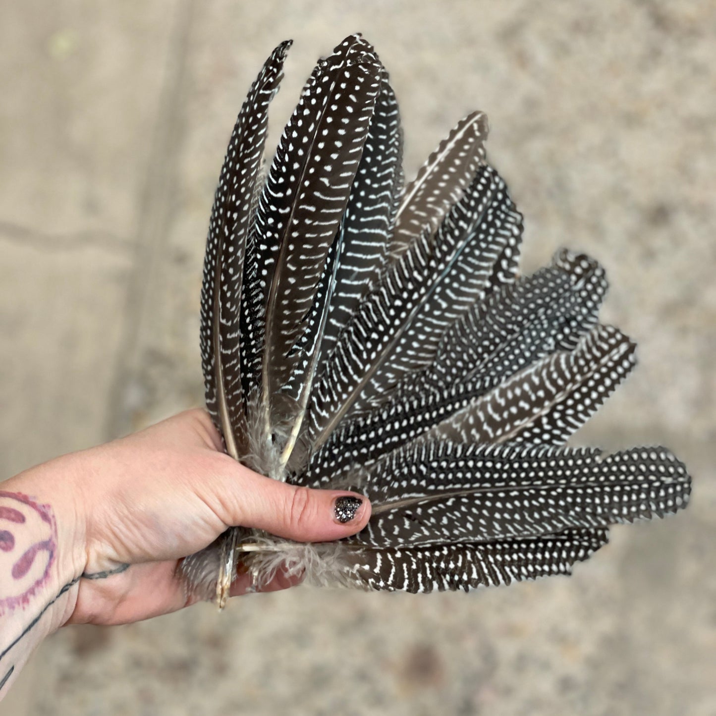 Spotted Pheasant Feathers