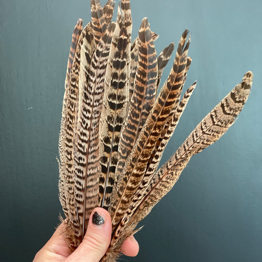 Pheasant Feathers