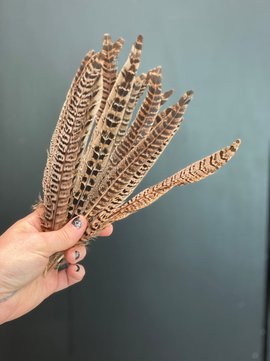 Pheasant Feathers