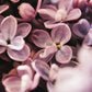 Tipsy Tumbler in Lilac