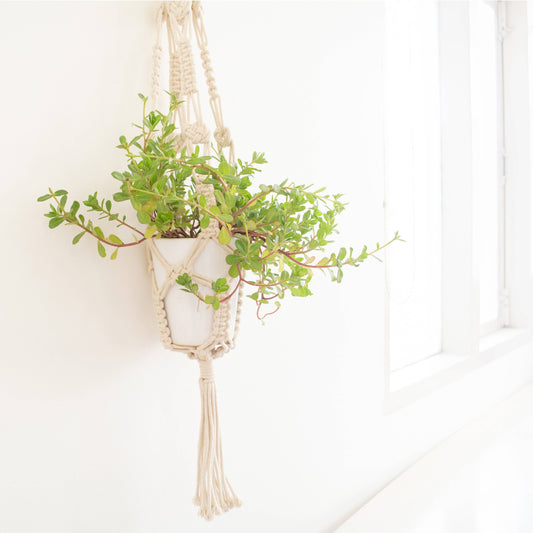 Macrame plant holder