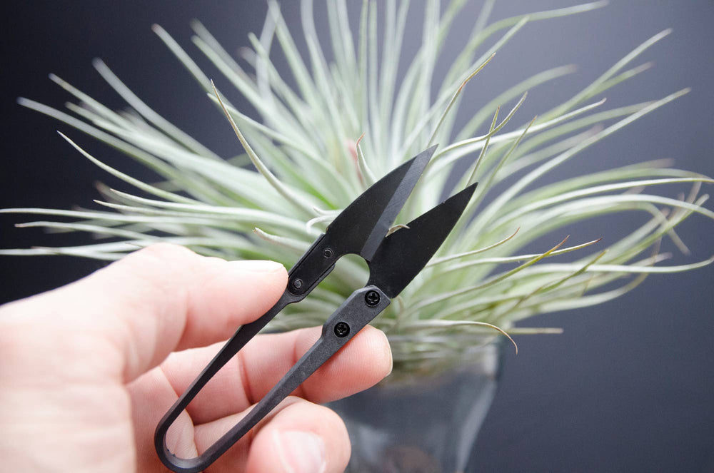 Bonsai Scissors The Artizan Way 
